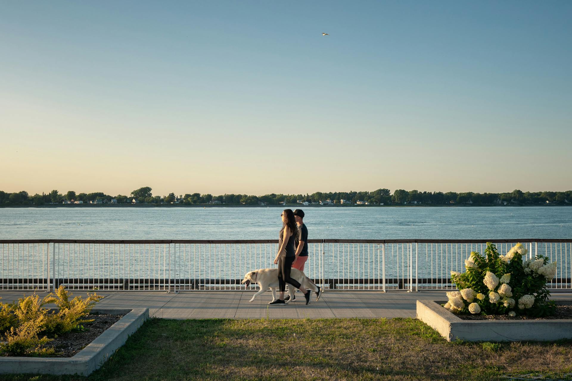 6 activités à faire avec votre chien dans la région de Sorel-Tracy!