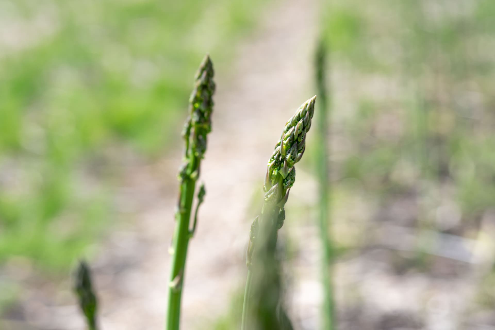 sublime asperge photo