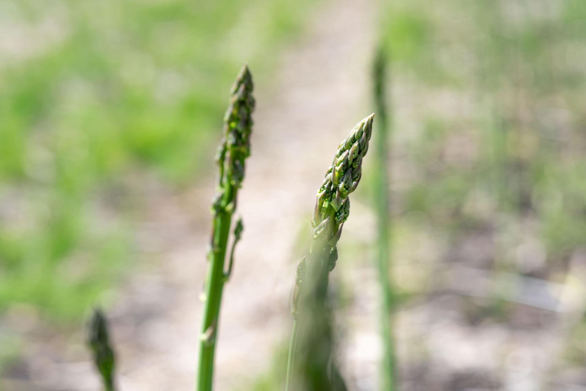 sublime asperge